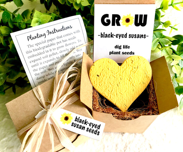 flower seed starter kits Indoor Black-Eyed Susan Seed Garden Planting Kit