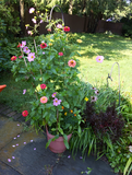 10 Plantable Flower Seed Paper Gorillas