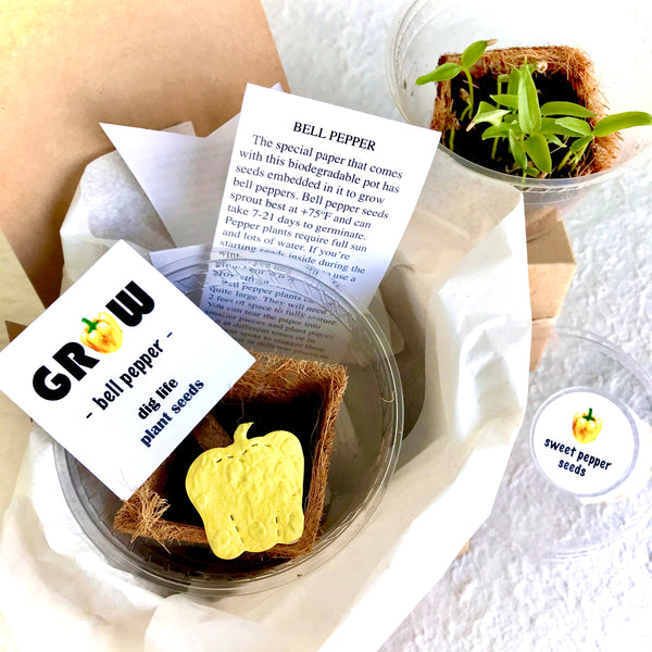 planting bell pepper seeds in pots Bell Pepper Seed Planting Kit