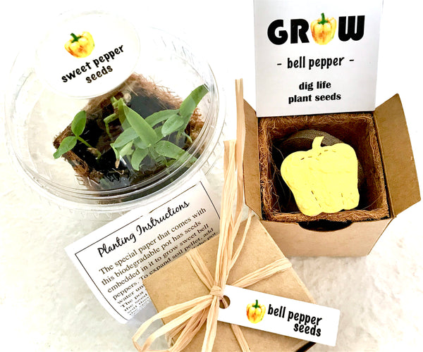planting seeds from a bell pepper Bell Pepper Seed Planting Kit