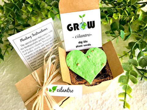 Cilantro Seed Starting  Kit with Plantable Paper and Pot