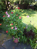 Recycled Ideas Favors plantable paper example blooms