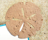 Recycled Ideas Favors plantable paper tan sand dollar