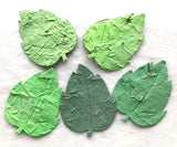 assorted green seed paper leaves recycled ideas plantable paper