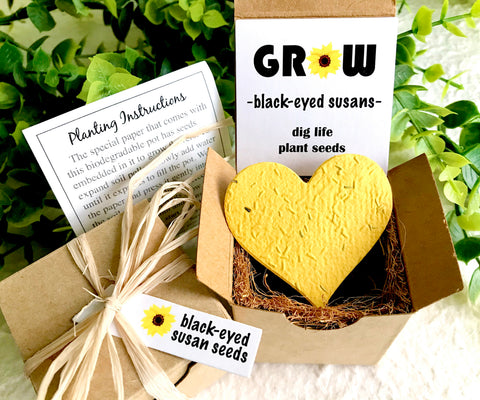 planting black-eyed susan seeds Indoor Black-Eyed Susan Seed Garden Planting Kit
