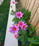 plantable paper growing cosmos flowers by recycled ideas 