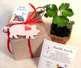 Recycled Ideas Favors plantable paper farm animals box set with plantable pots flower seed pigs chicks lambs rabbits farm birthday