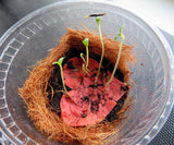 recycled ideas seed paper growing in pot