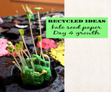 Recycled Ideas Favors sprouted kale
