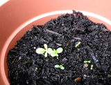 seed paper sprouting in pot - recycled ideas plantable paper growing