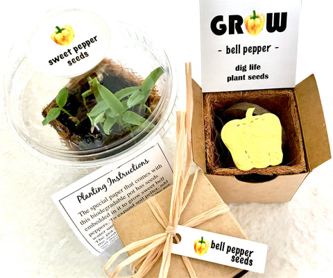 planting pepper seeds in pots Bell Pepper Seed Planting Kit