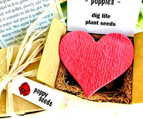 plant poppy seeds indoors Indoor Poppy Seed Garden Planting Kit