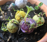 seed paper balls growing in pot - by RecycledIdeas 