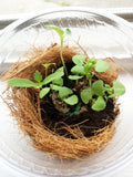 seed paper sprouts growing in biodome cup