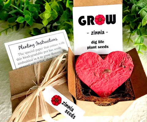 zinnia seeds planting instructions Indoor Zinnia Seed Garden Planting Kit