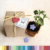 Recycled Ideas Favors gift box, pot and plantable paper heart and blossoms with cards