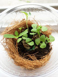 Recycled Ideas Favors plantable paper sprouting in pot