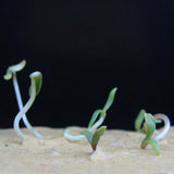 Recycled Ideas Favors plantable paper with sprouts growing