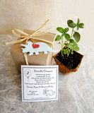 Recycled Ideas Favors plantable paper triceratops with gift box and plantable pot