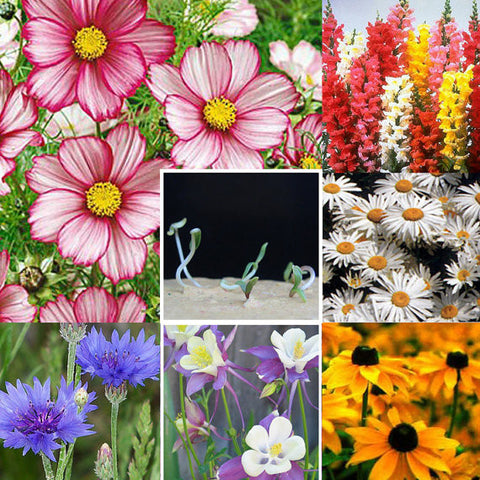 paper daisy flower seeds Plantable Paper Daisy Confetti