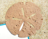 Recycled Ideas Favors plantable paper tan sand dollar